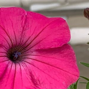 Meet your Posher, Gracie